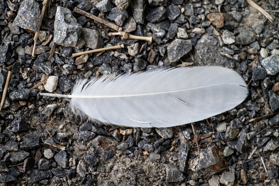 What Is The Meaning Of Finding Feathers?