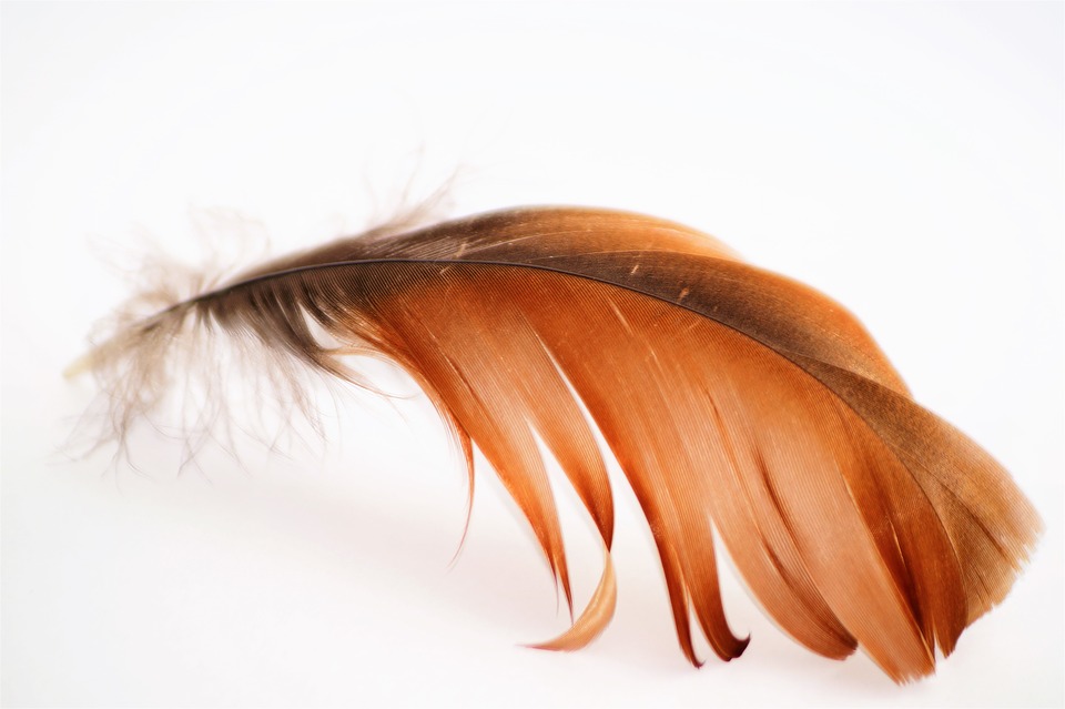 feather-1626492_960_720