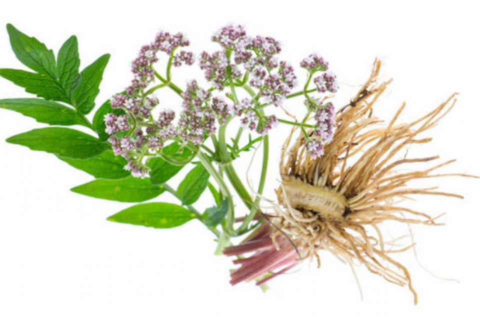 mid_1470809347_valerian-root