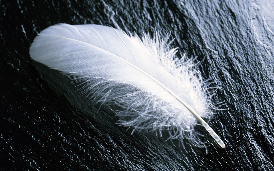 feather-967367_960_720