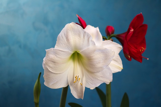 amaryllis-2192195_640