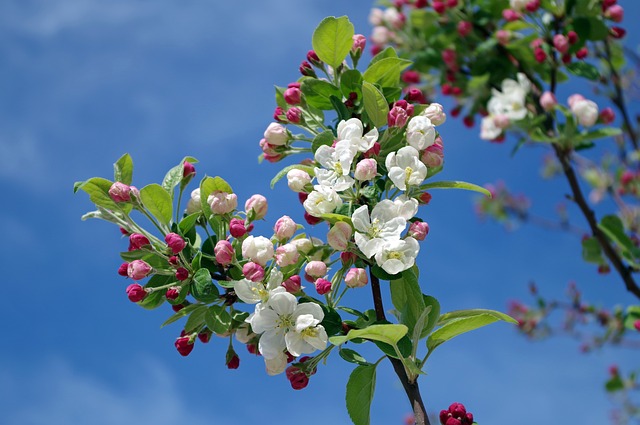 apple-blossom-173566_640