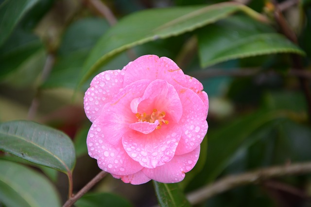 flower-3057481_640