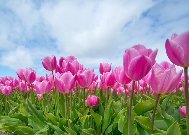 pink-2786083_640