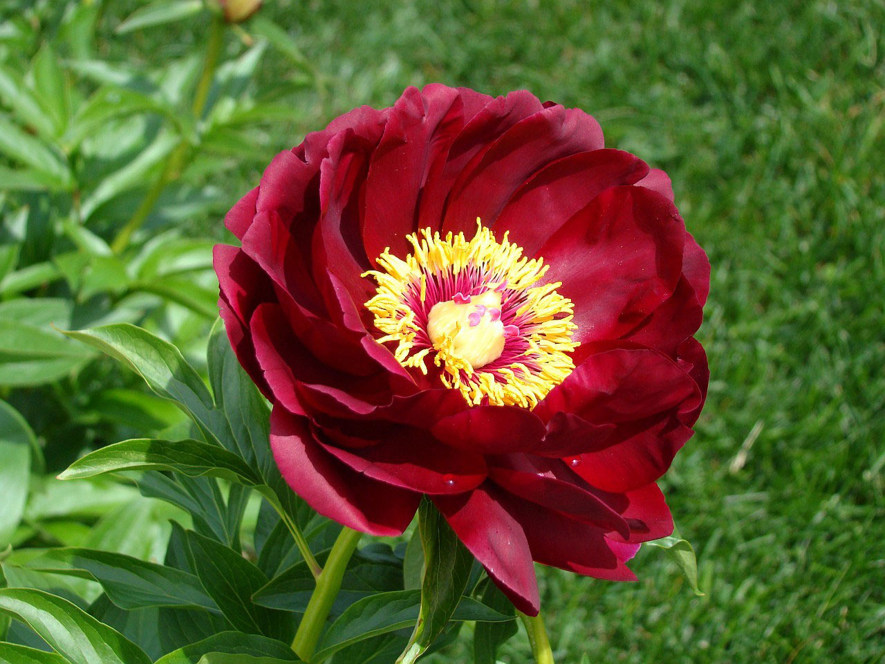 red-peony