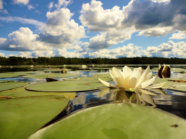 water-lily-2930857_640