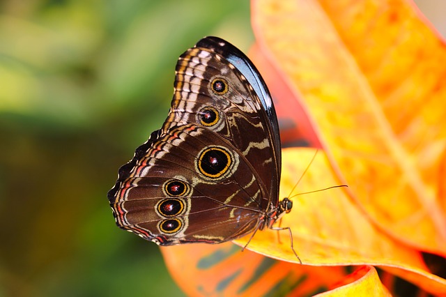 butterfly-3132257_640