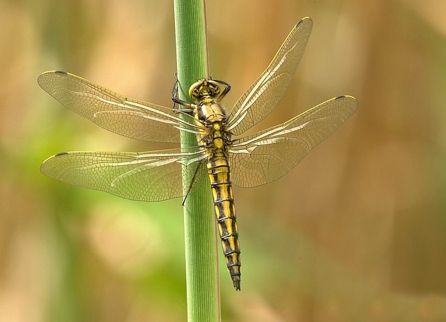 dragonfly-348433_640