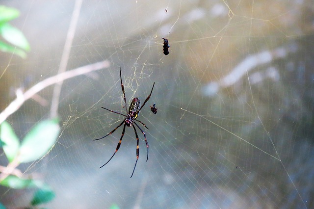 spider-3105892_640