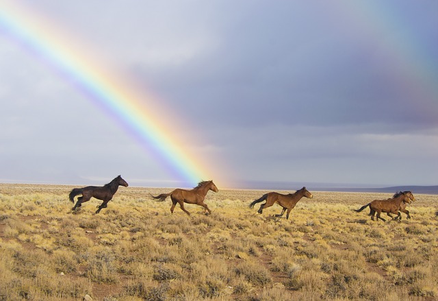 wild-horses-2239420_640