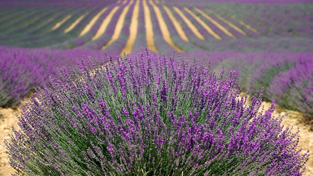 lavender-894919_640