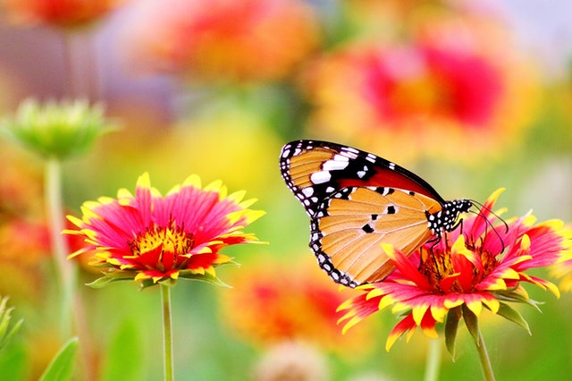 butterfly-flower-2