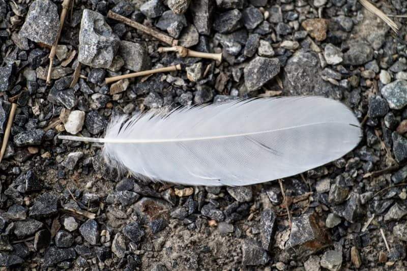 1feather