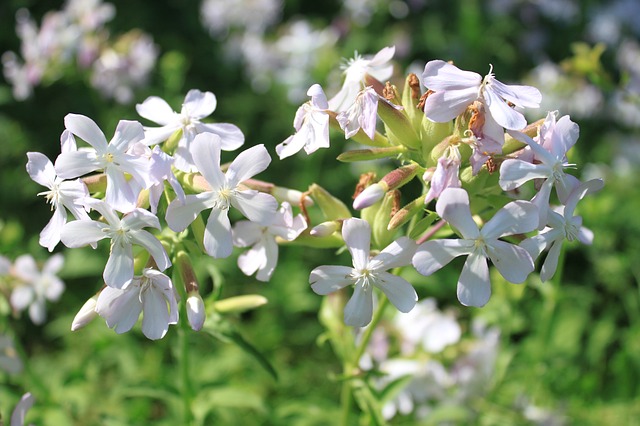 What Does Your Favorite Flower Say About You?