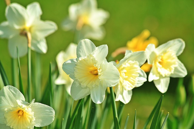 daffodil-733877_640