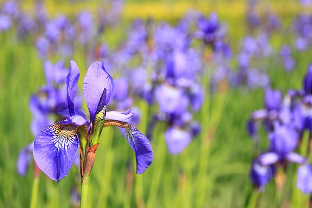 What Does Your Favorite Flower Say About You?