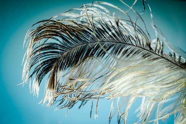 ostrich-feather-1457994_640