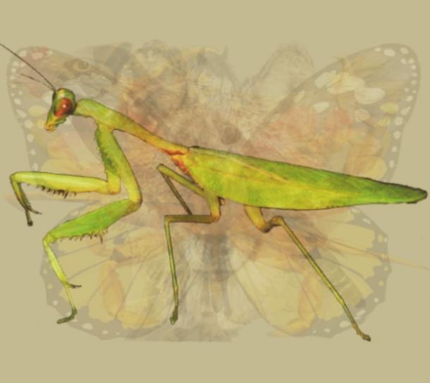 preying-mantis