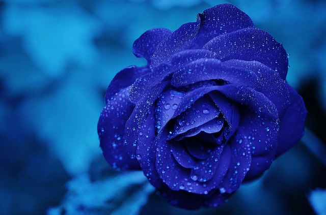 rose-165819_640