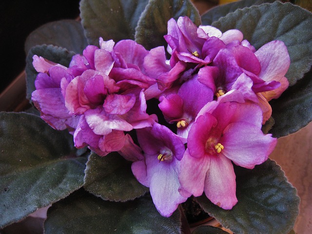 african-violets-1733081_640