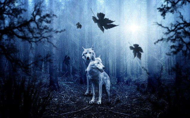 two-white-wolves-in-misty-woods_small-1