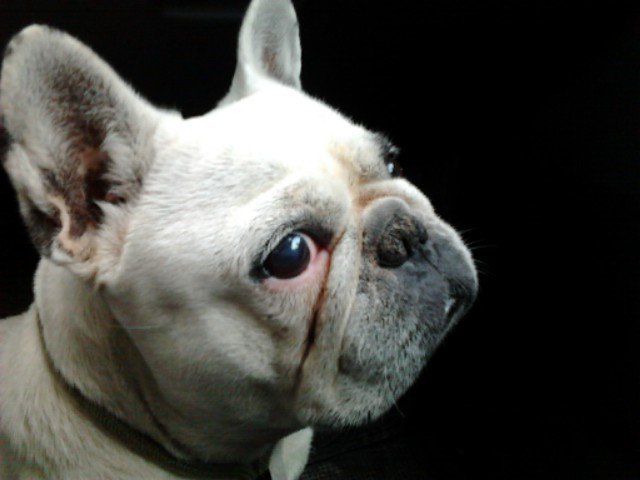 close-up portrait of a white french bulldog on black background