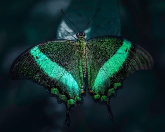 green-butterfly