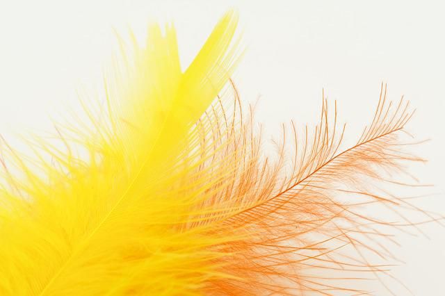 feather-gdd3384591_640