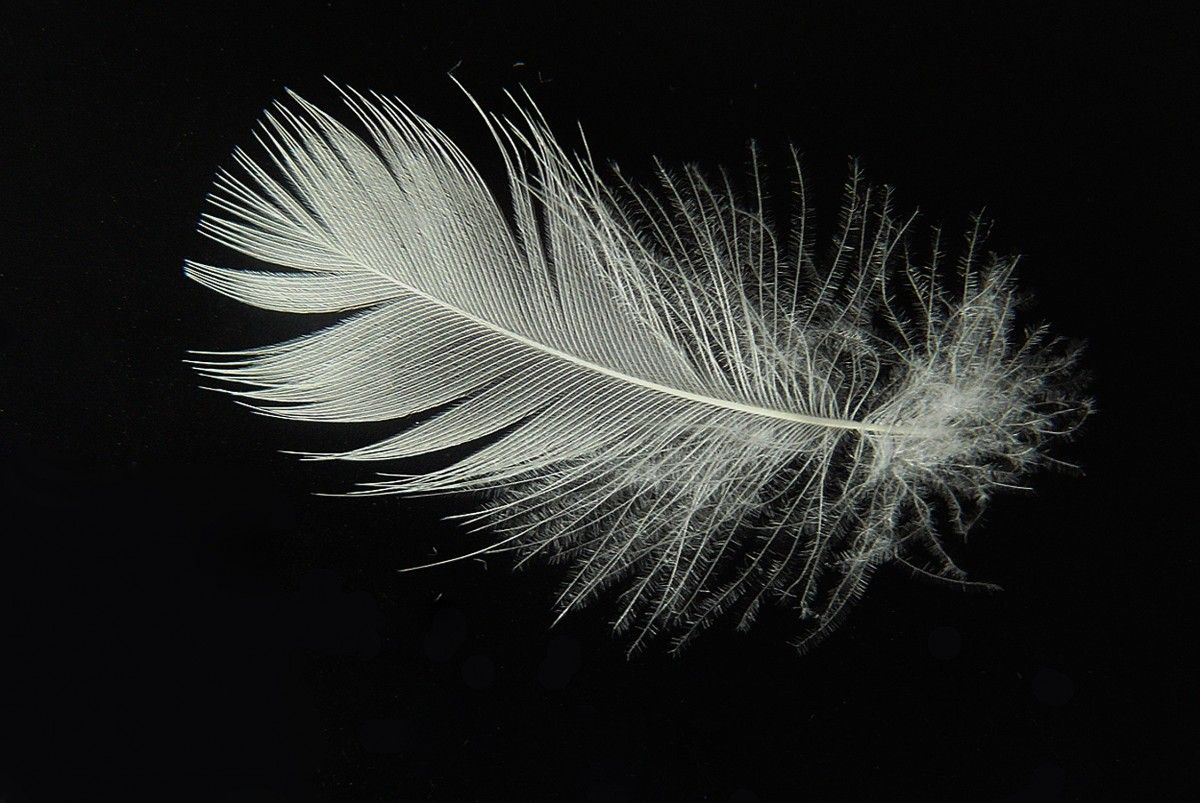 Feathers Appear When Angels Are Near. What Is The Meaning Of Finding Feathers?