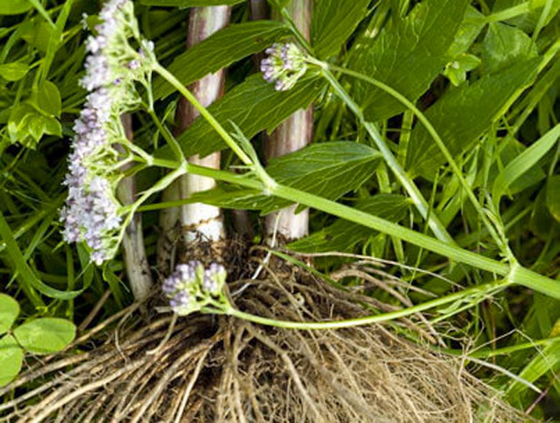 The Power of a Single Herb Can Relieve Anxiety and Enhance Sleep Better Than Pills
