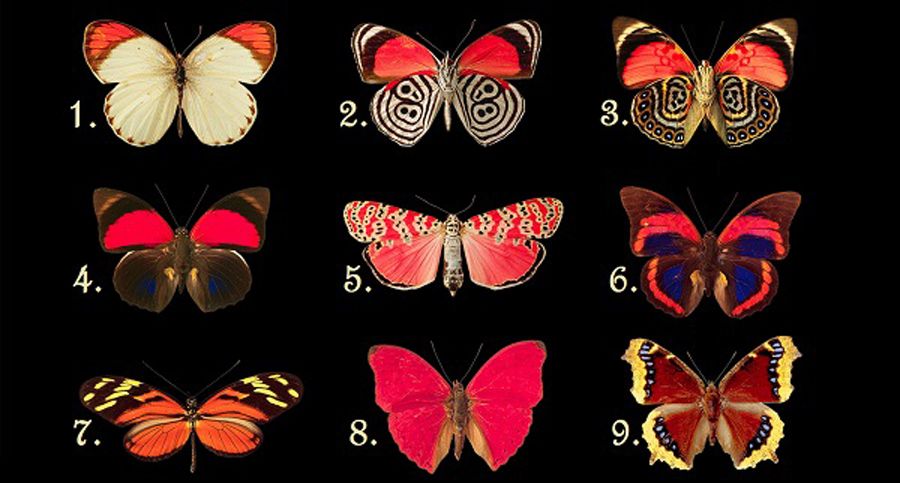 Select Your Favorite Butterfly And Discover What Feelings And Thoughts You Are Hiding