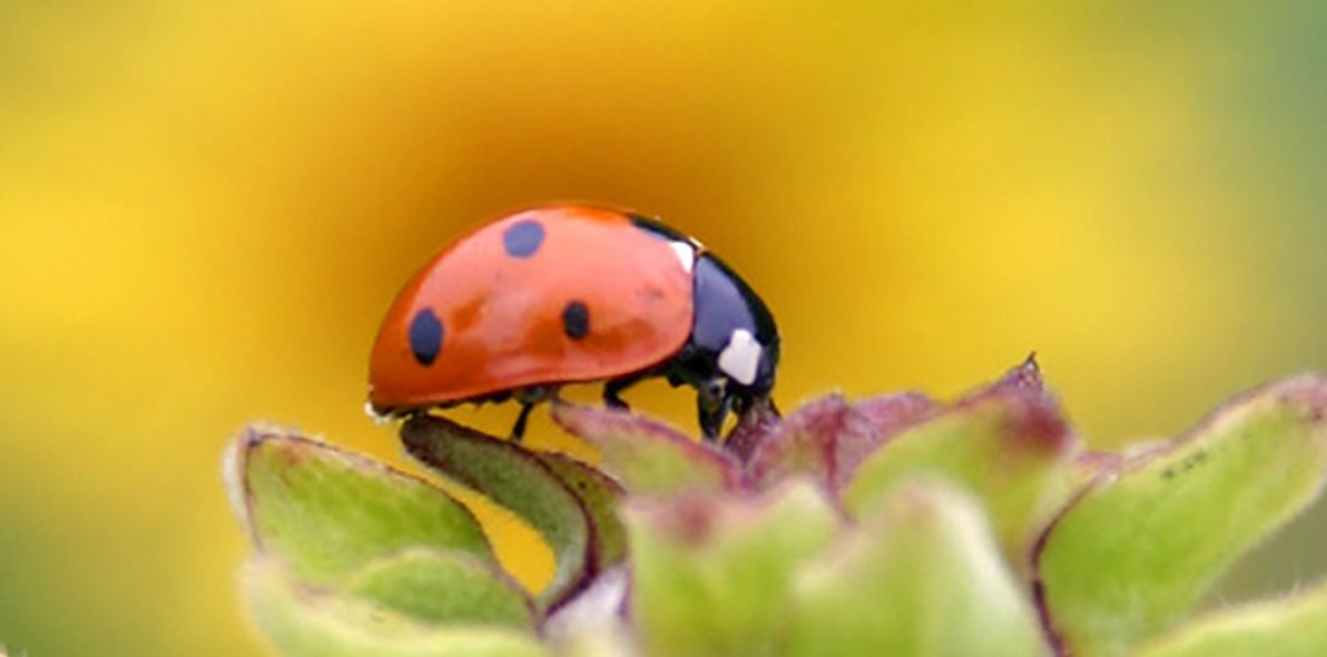 The Meaning of Ladybugs in Spirituality