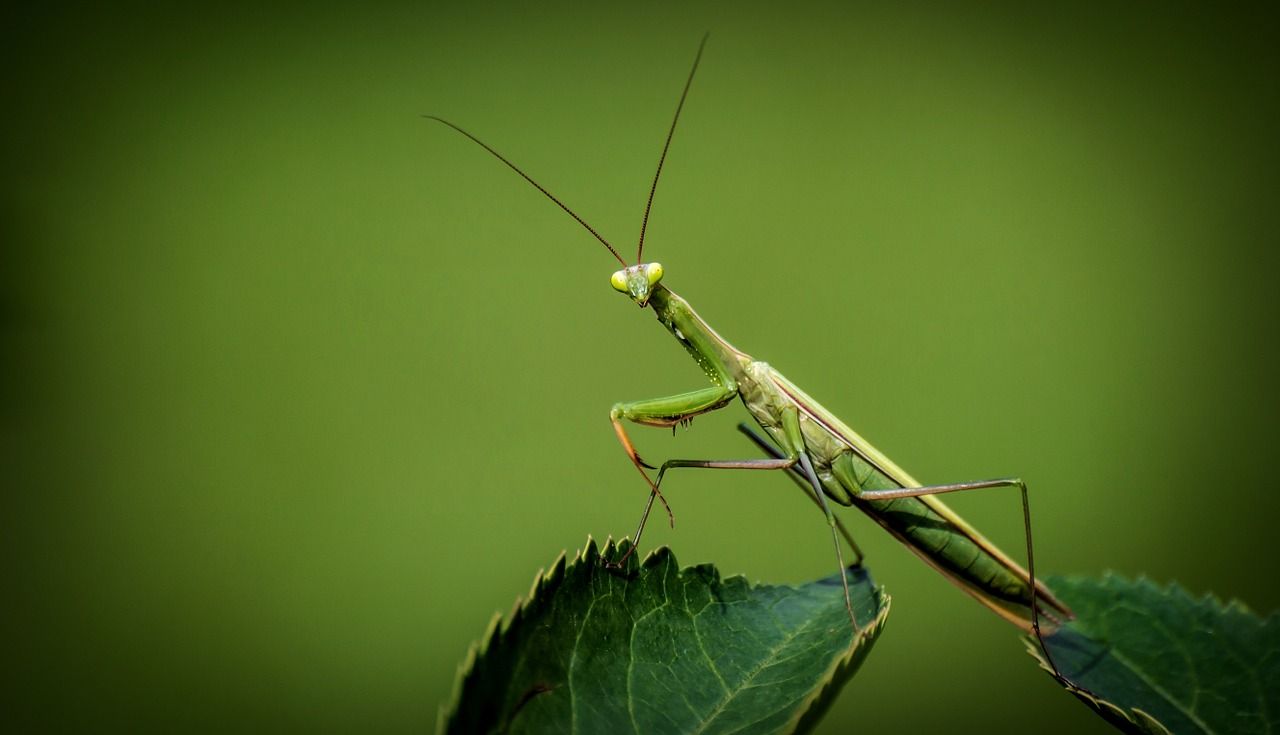 Praying Mantis Symbolism & Facts