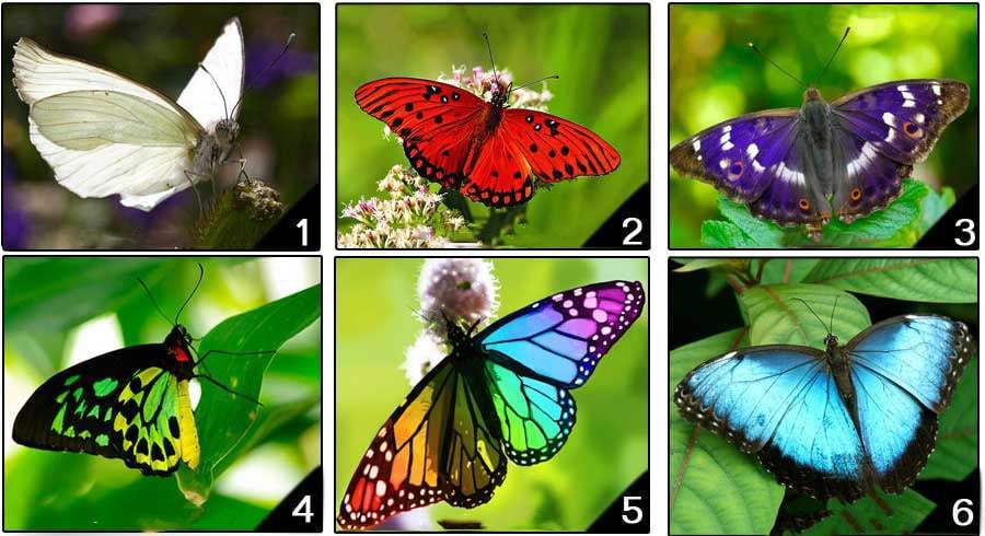 The Butterfly You Pick Reveals Your Personality