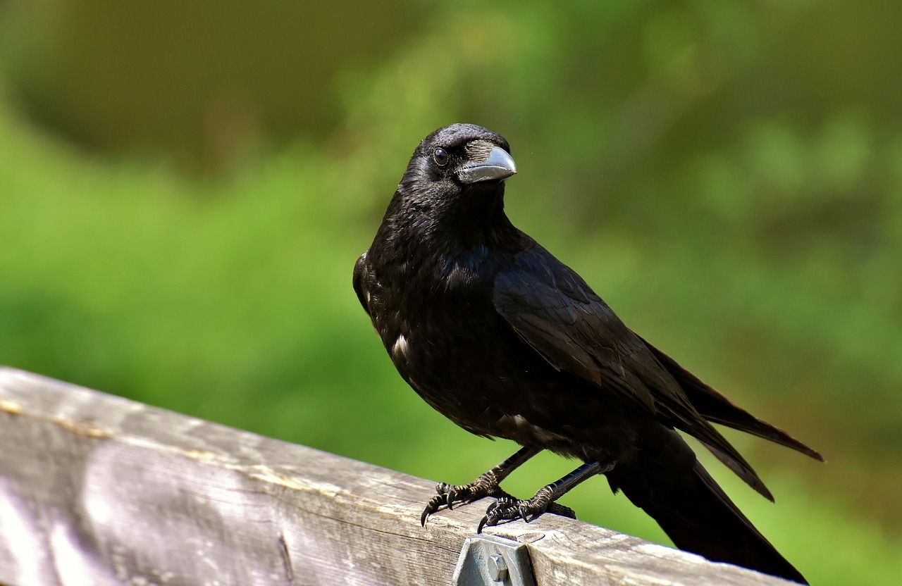 If You’ve Been Seeing Crows Everywhere, This Is What It Means!