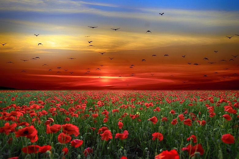 Beautiful image of  red flowers field at red sunset with birds flying