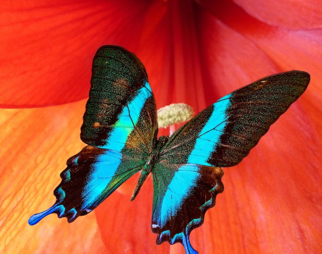 What is the Meaning of Seeing Certain Colored Butterflies?