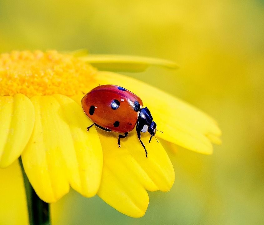 a red ladybug on a bright yellow flower