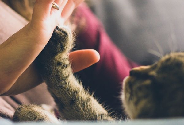 Do Pets Play A Spiritual Role In Our Lives?