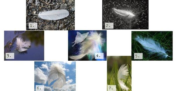 Pick A Feather For A Message From Your Angels