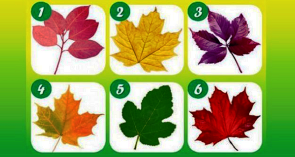 Pick Your Favorite Leaf To Reveal What Kind Of Person You Are