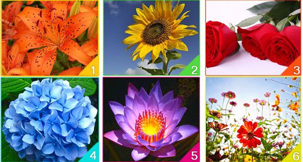 Which Flower Represents Your Spirit?