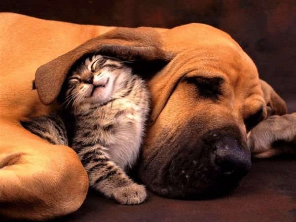 Why Having a Dog or Cat Has a Deep Spiritual Meaning