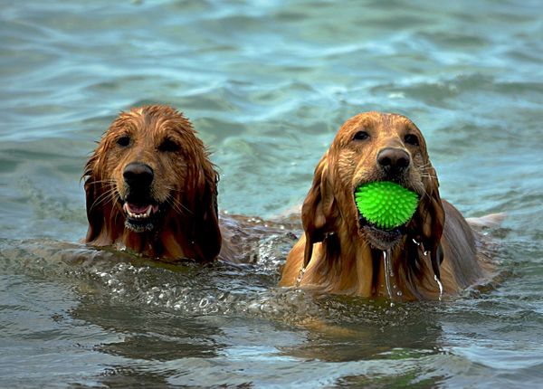 How To Use Crystals On Your Pets To Keep Them Happy & Healthy