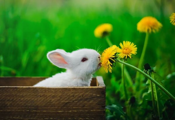 An Angelic Prayer for The Blessing and Protection of Pets